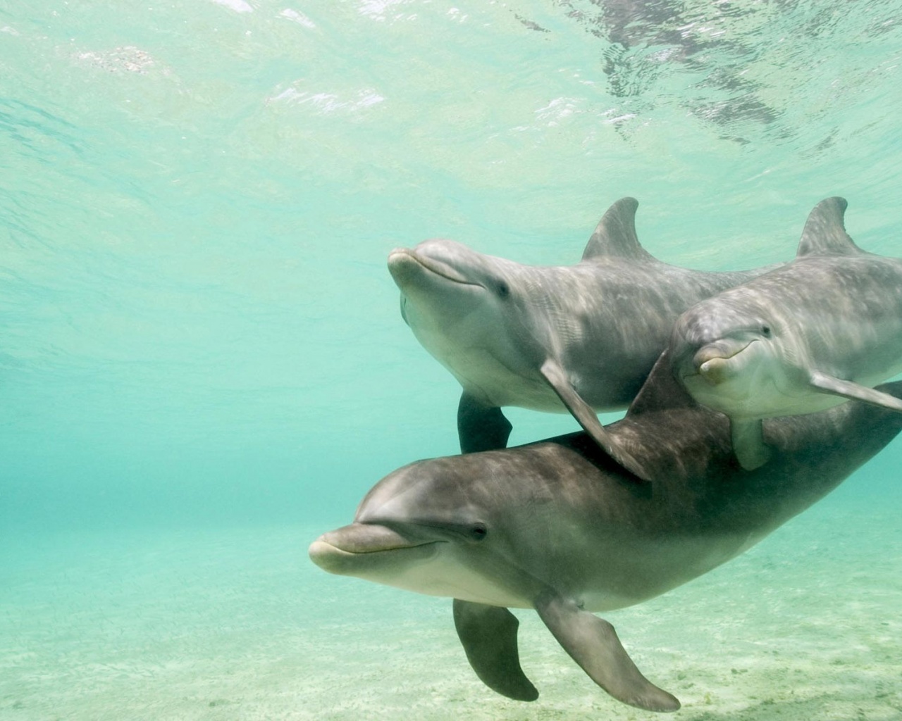 Dolphins