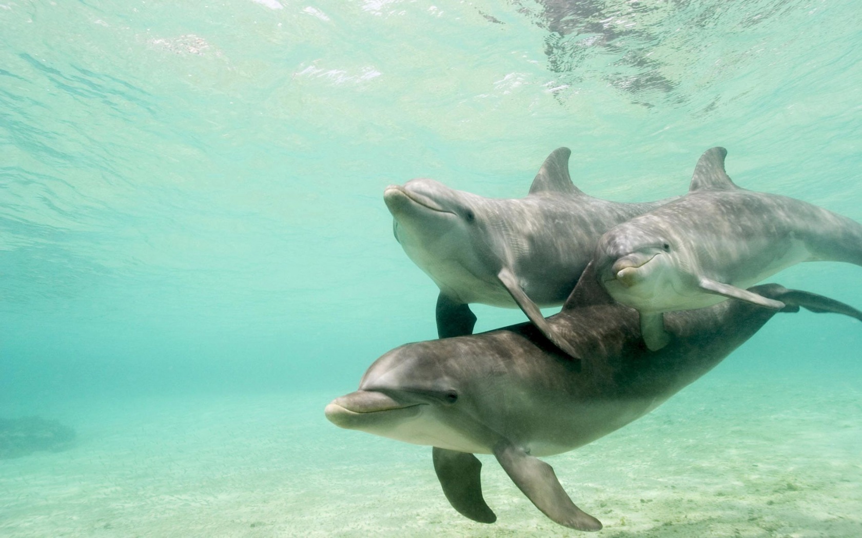 Dolphins