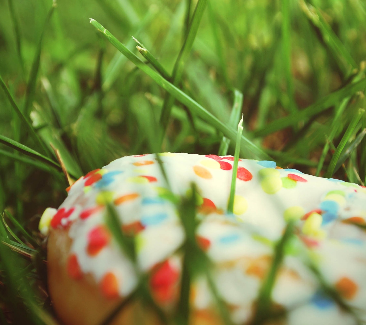 Donut In The Grass