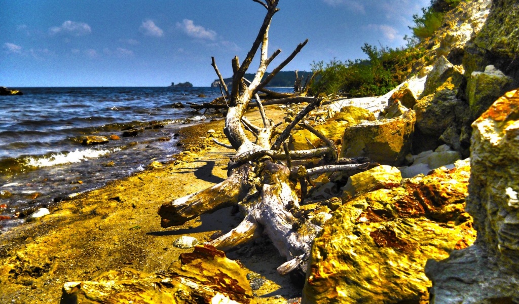 Dry Tree Beach Nature Landscapes