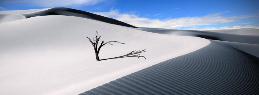 Dune Dead Wood Sand Barren Desert