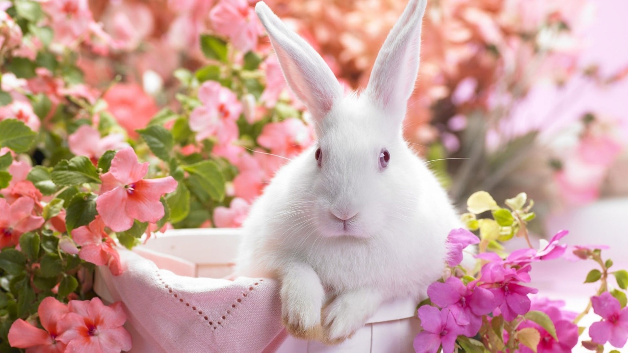 Easter Bunny Holiday Wallpaper