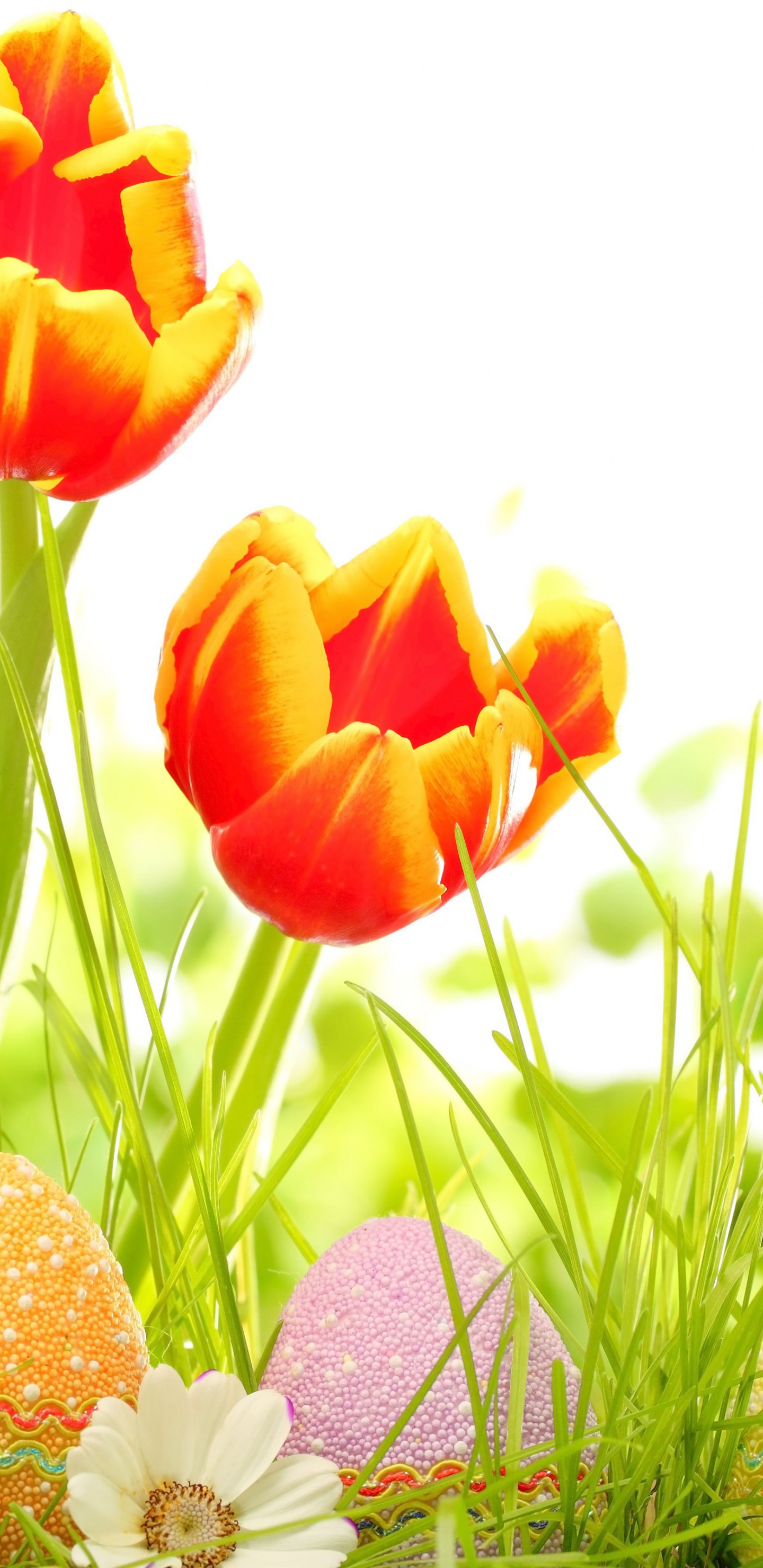 Easter Eggs And Red Tulips