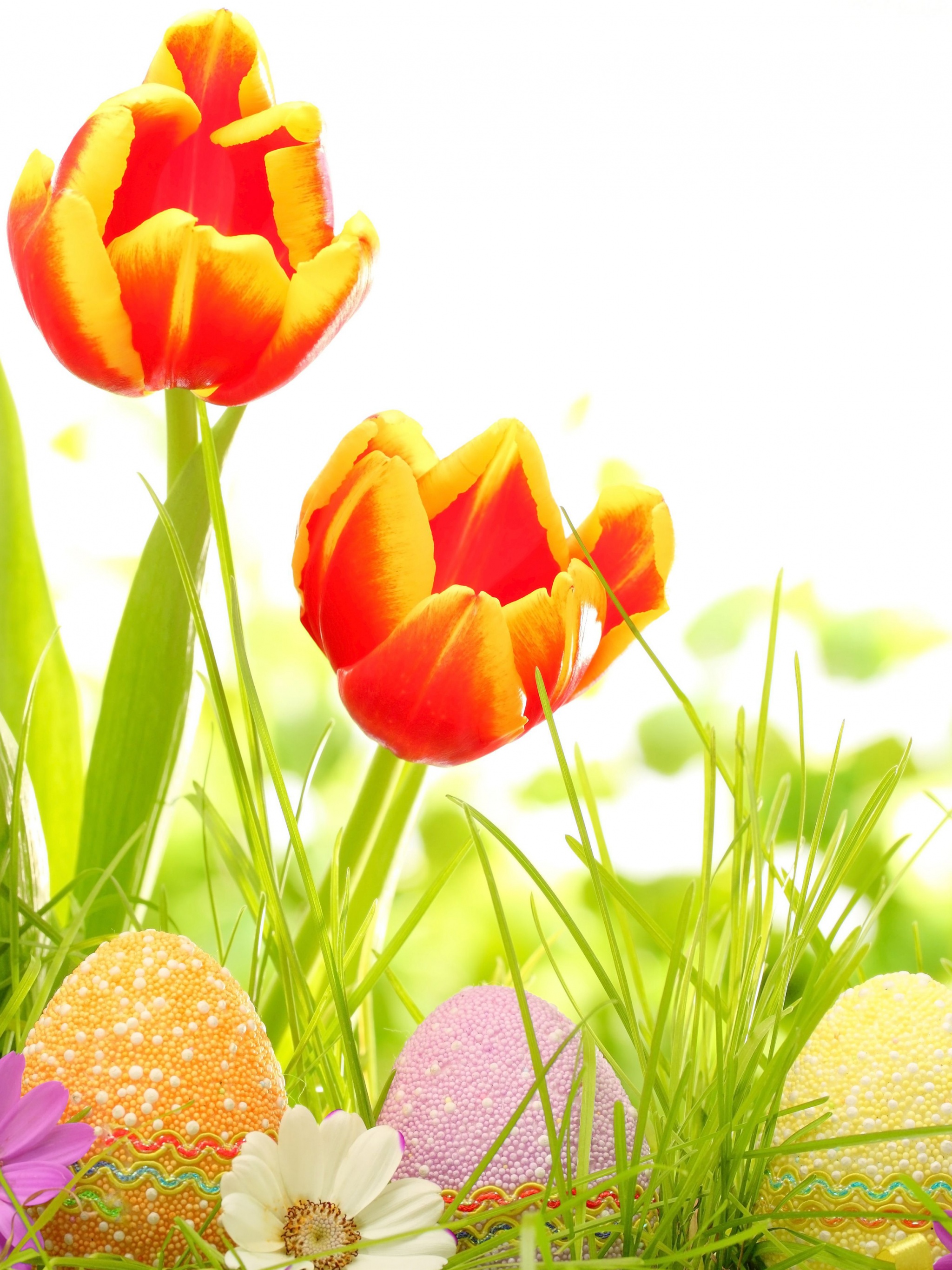 Easter Eggs And Red Tulips