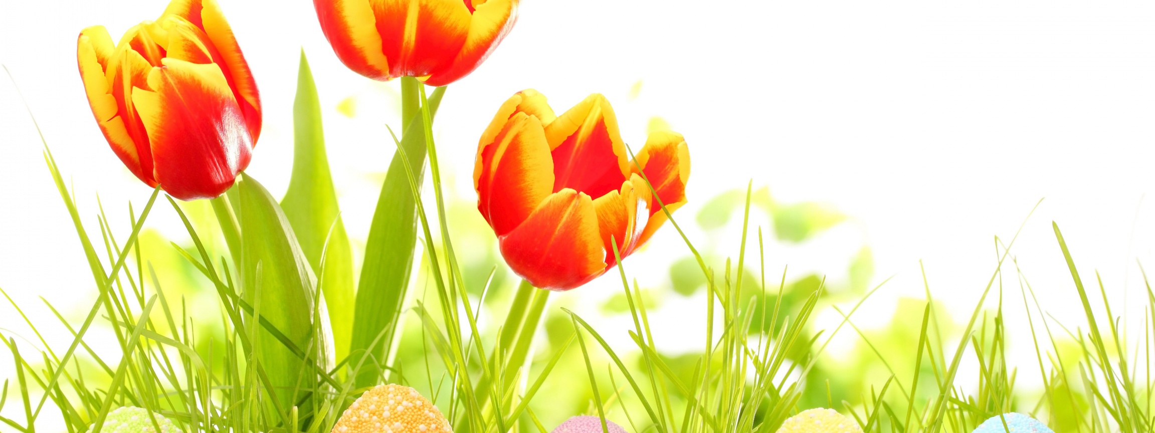 Easter Eggs And Red Tulips