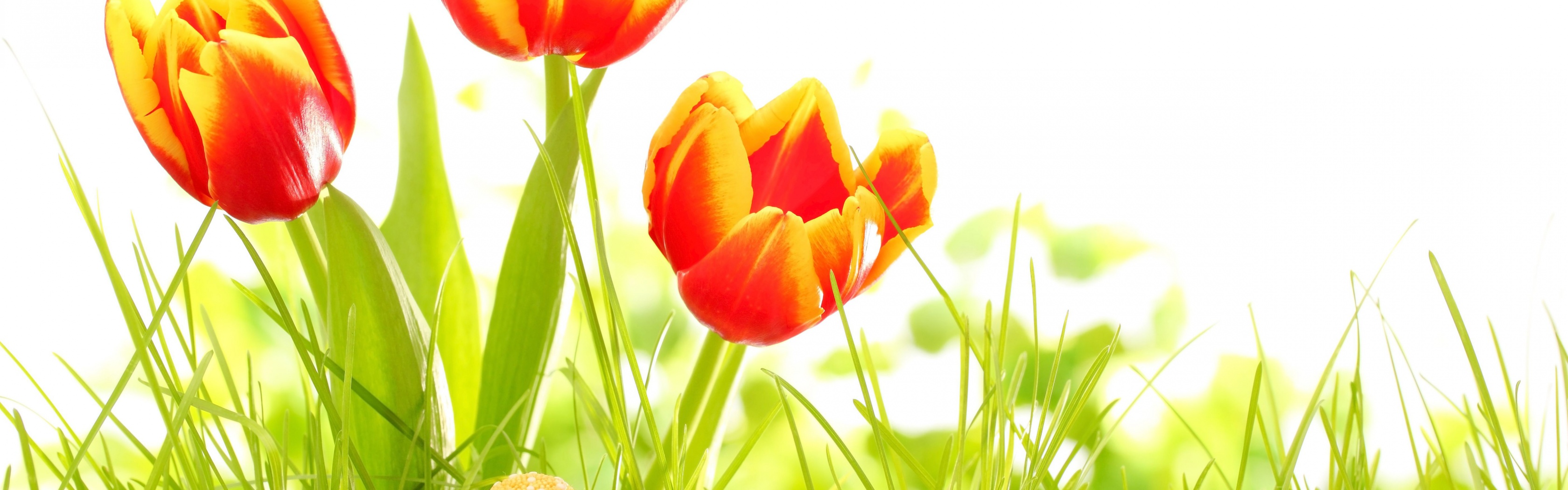 Easter Eggs And Red Tulips