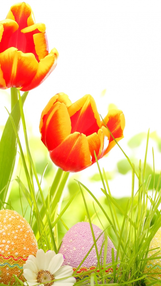 Easter Eggs And Red Tulips