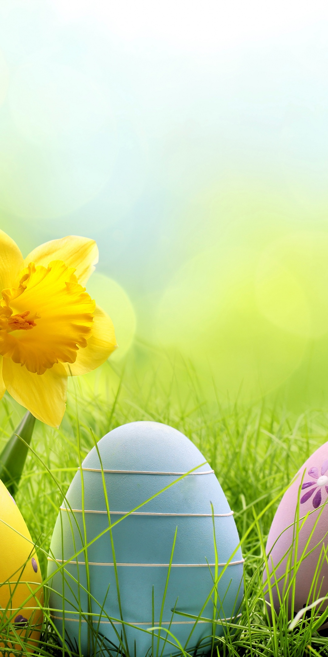 Easter Spring Sunshine Meadow