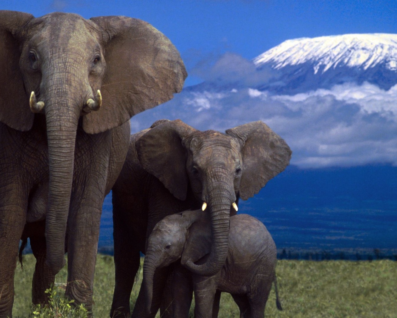 Elephant Family Mountain