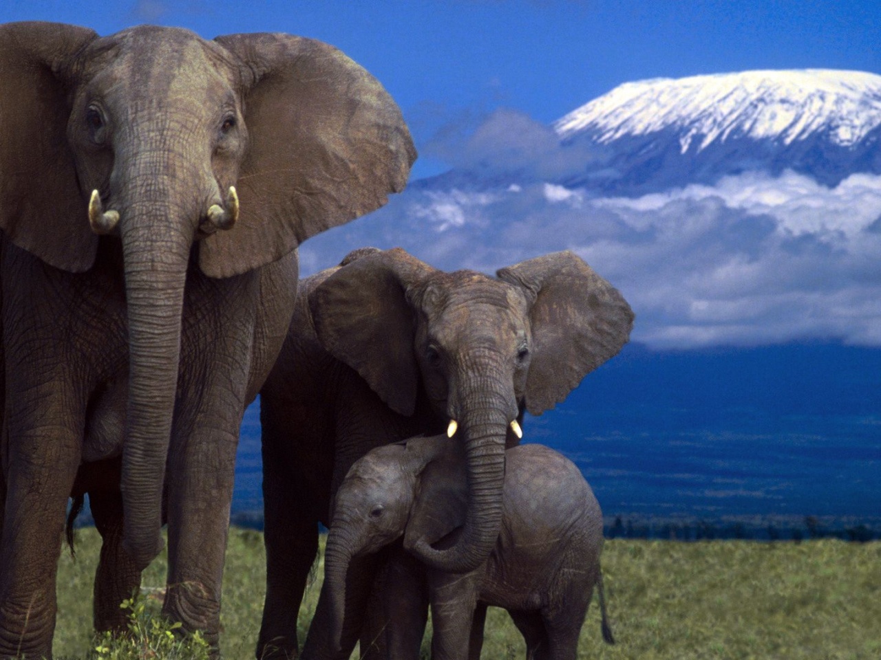 Elephant Family Mountain