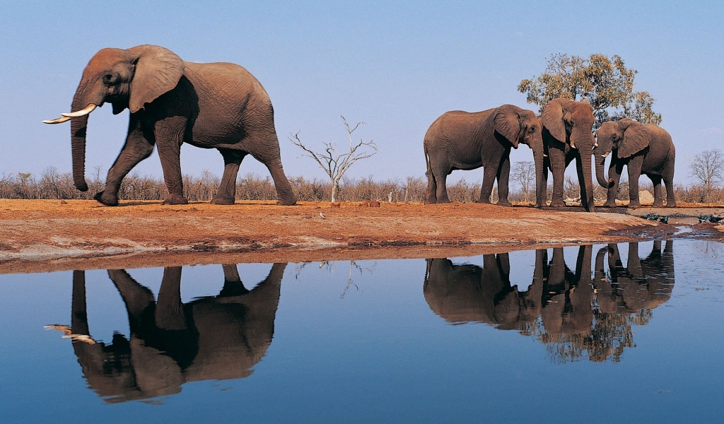 Elephants Around Lake