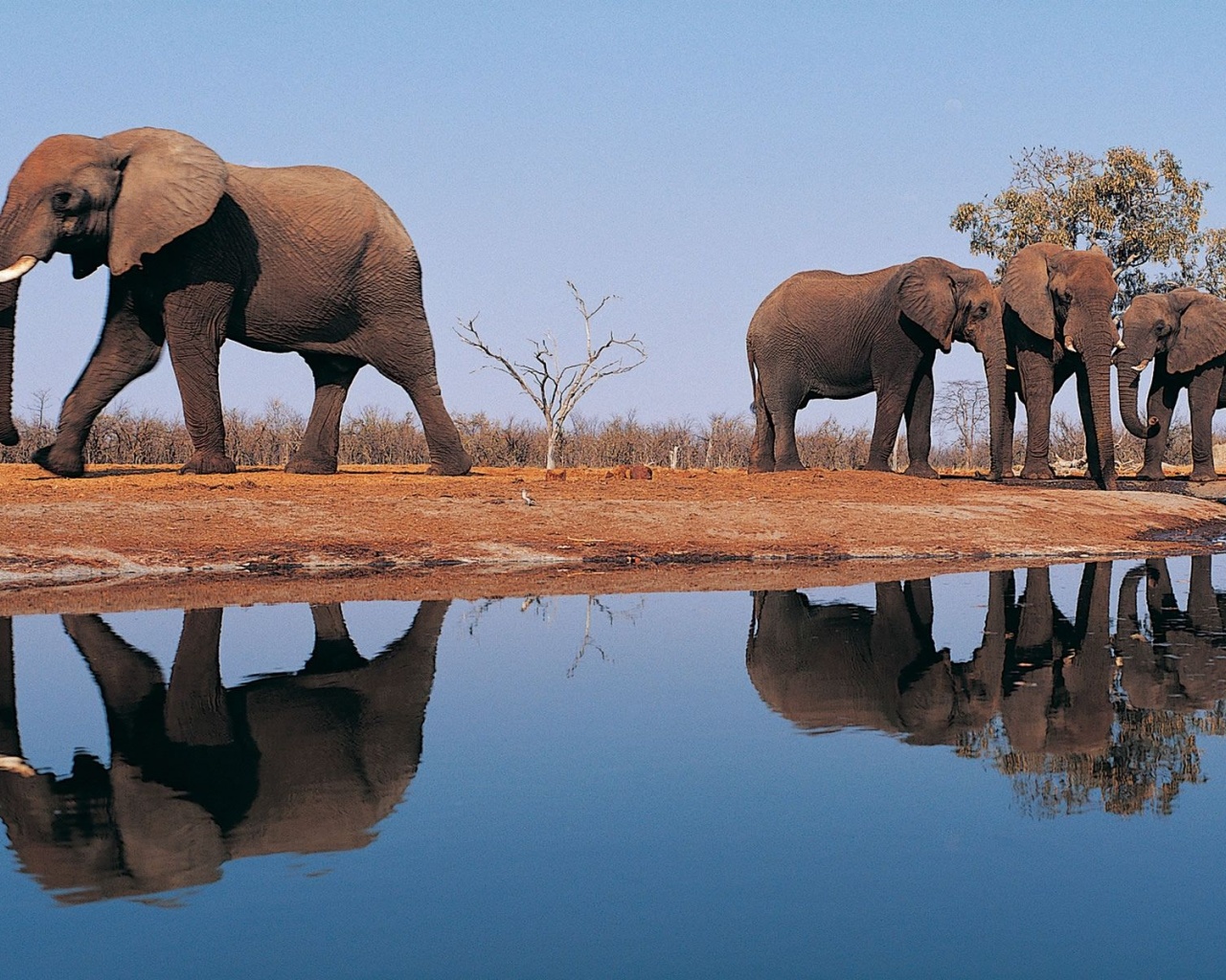 Elephants Around Lake