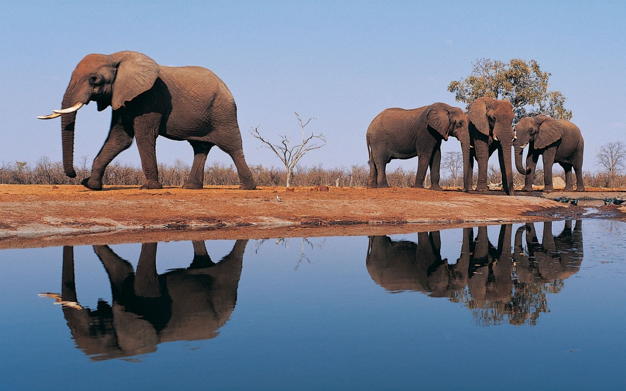 Elephants Around Lake