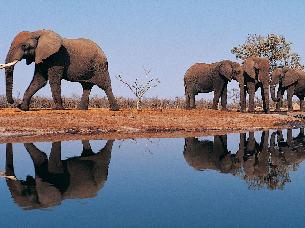 Elephants Around Lake