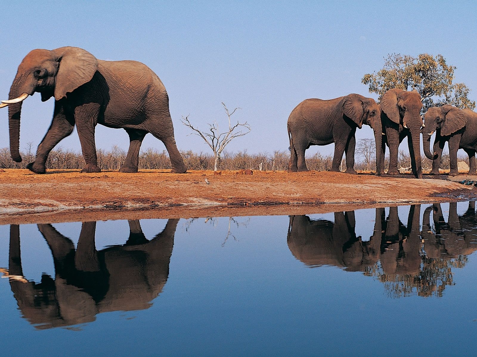 Elephants Around Lake