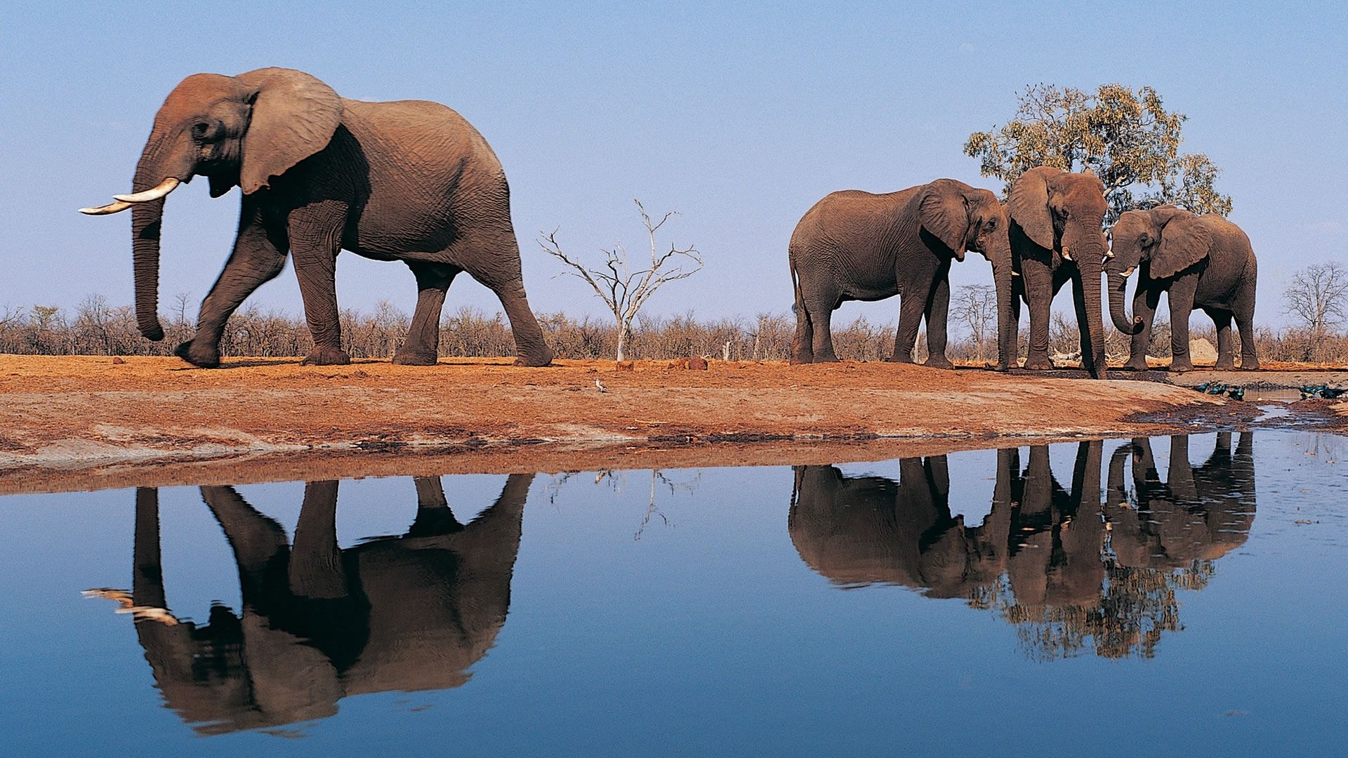 Elephants Around Lake