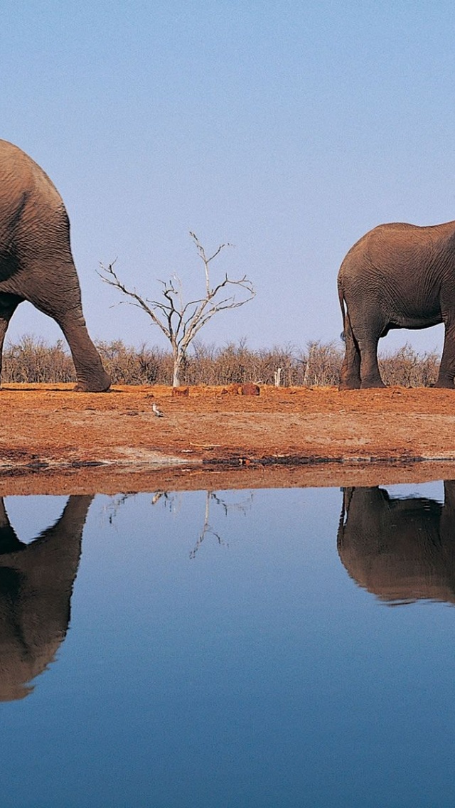 Elephants Around Lake