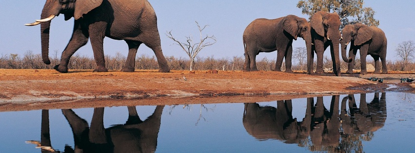 Elephants Around Lake