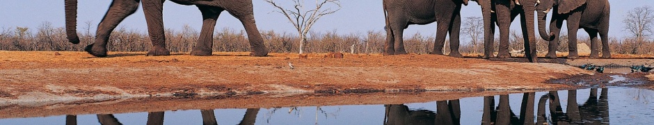 Elephants Around Lake