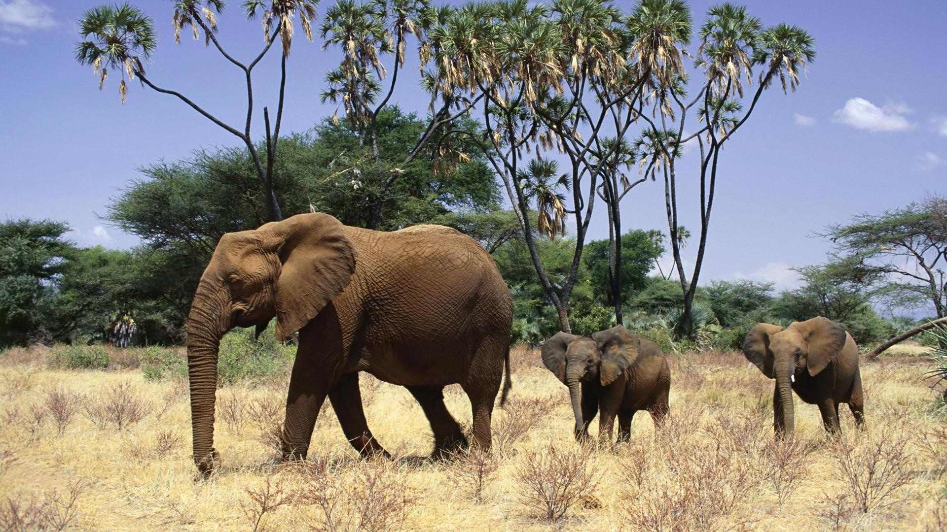 Elephants Family Animals