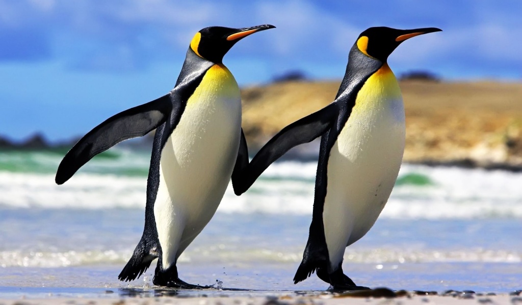 Emperor Penguins