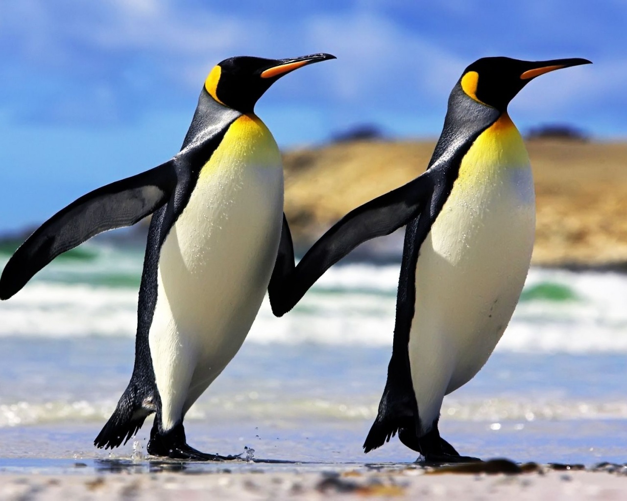 Emperor Penguins