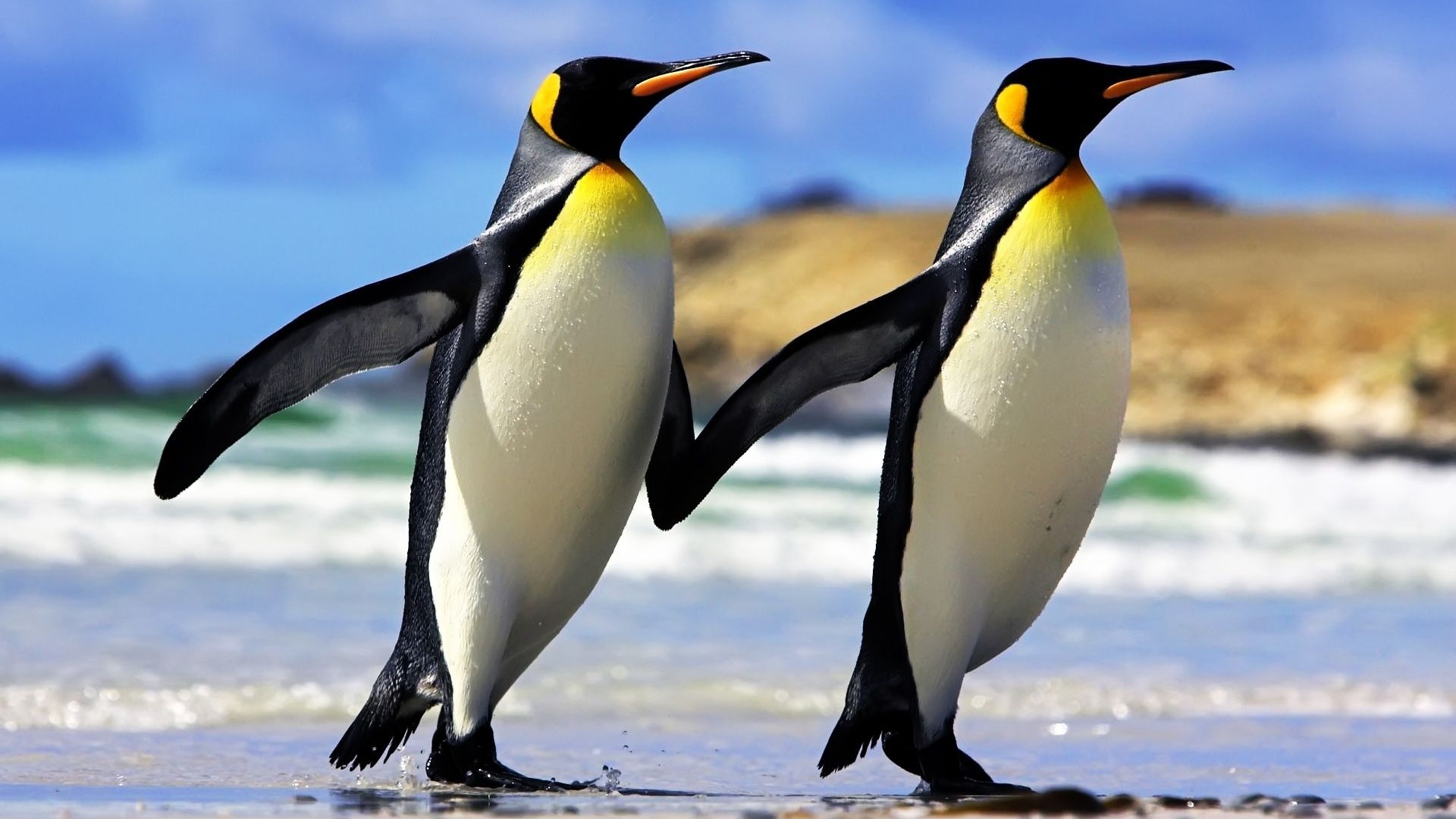 Emperor Penguins