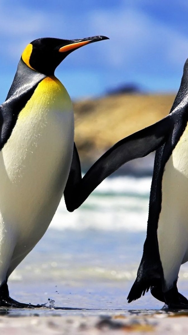 Emperor Penguins