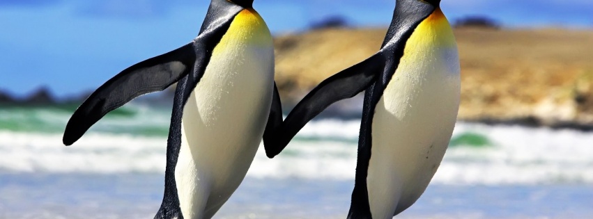 Emperor Penguins