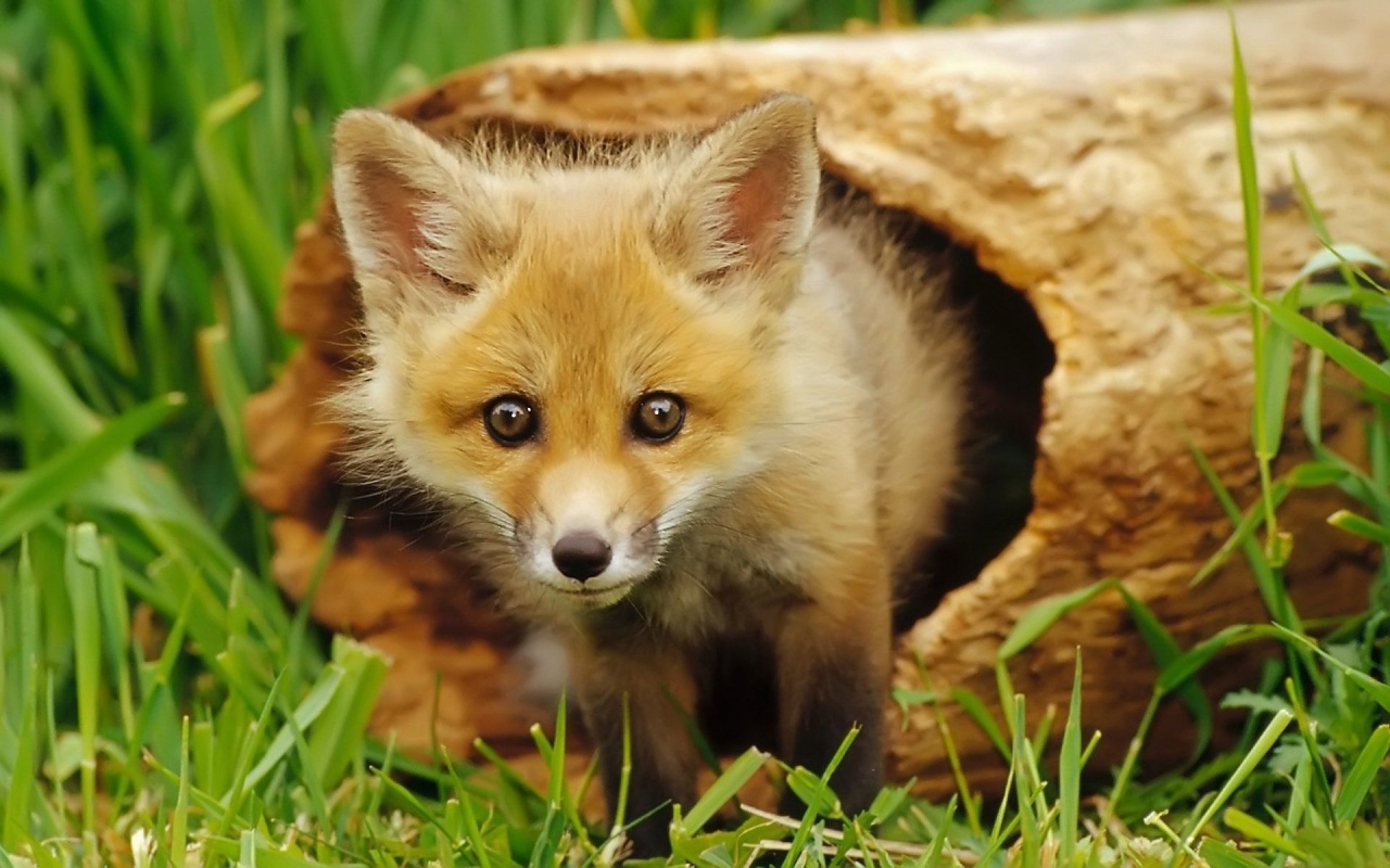 European Red Fox