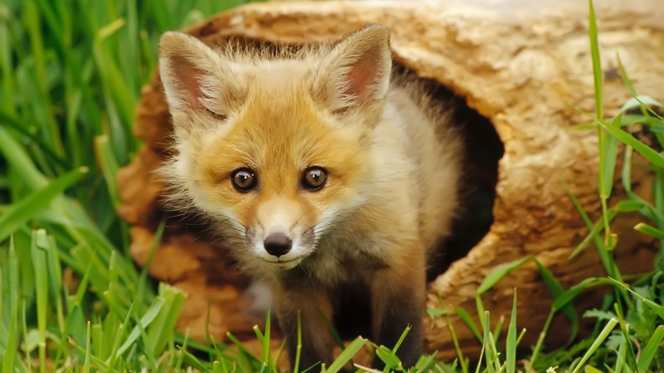 European Red Fox