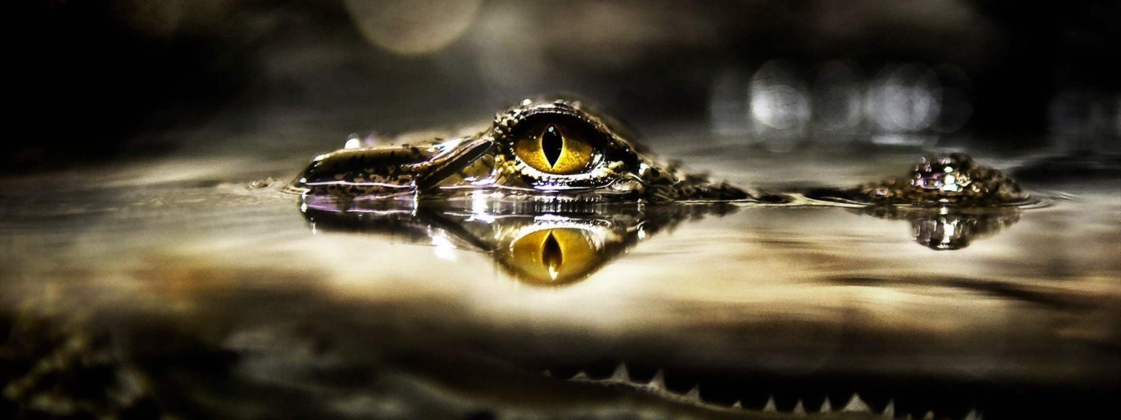 Eye Of Crocodile Above The Water