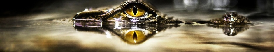 Eye Of Crocodile Above The Water