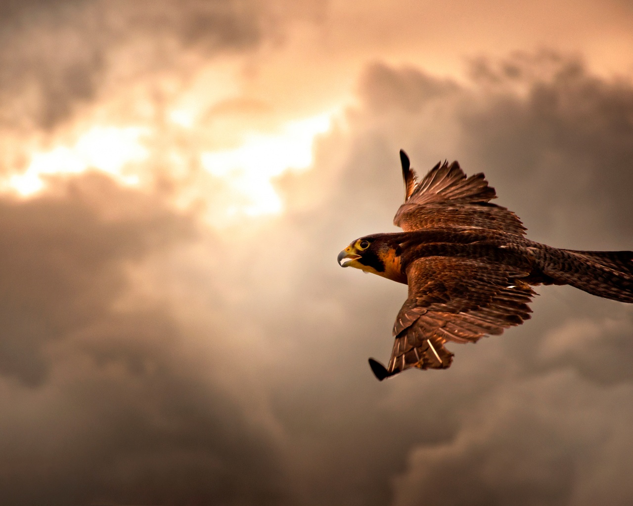 Falcon In Flight