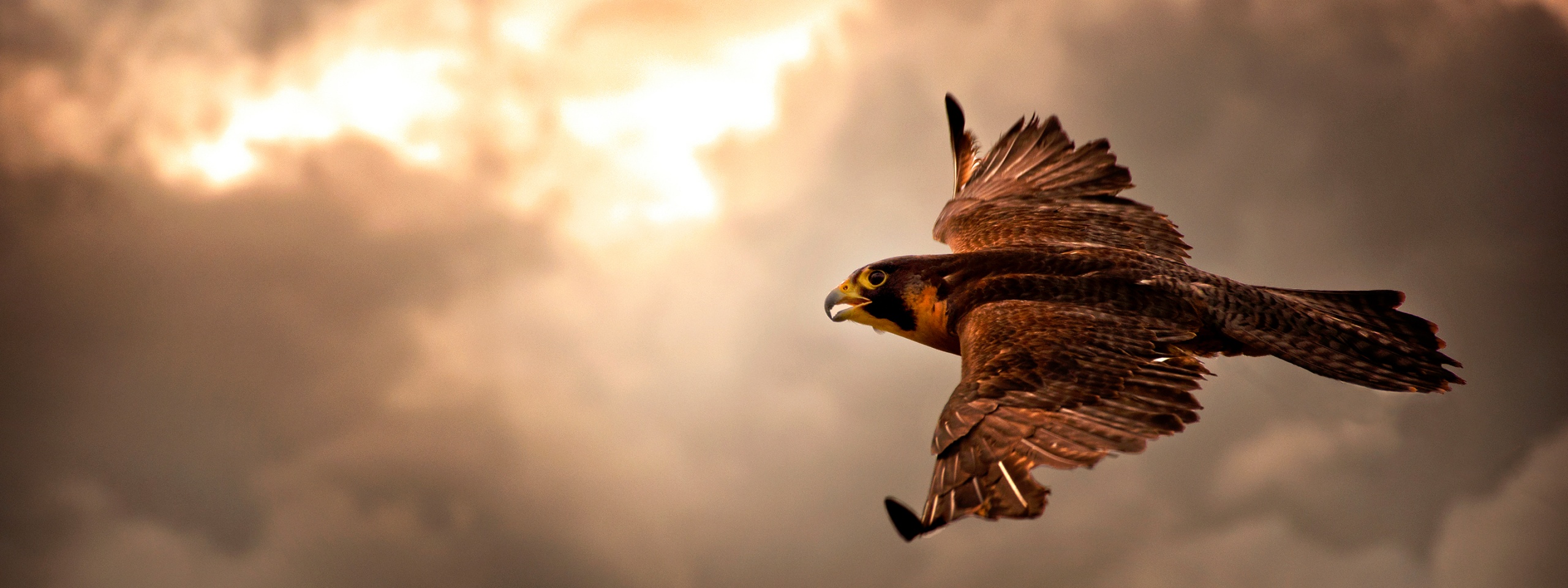 Falcon In Flight