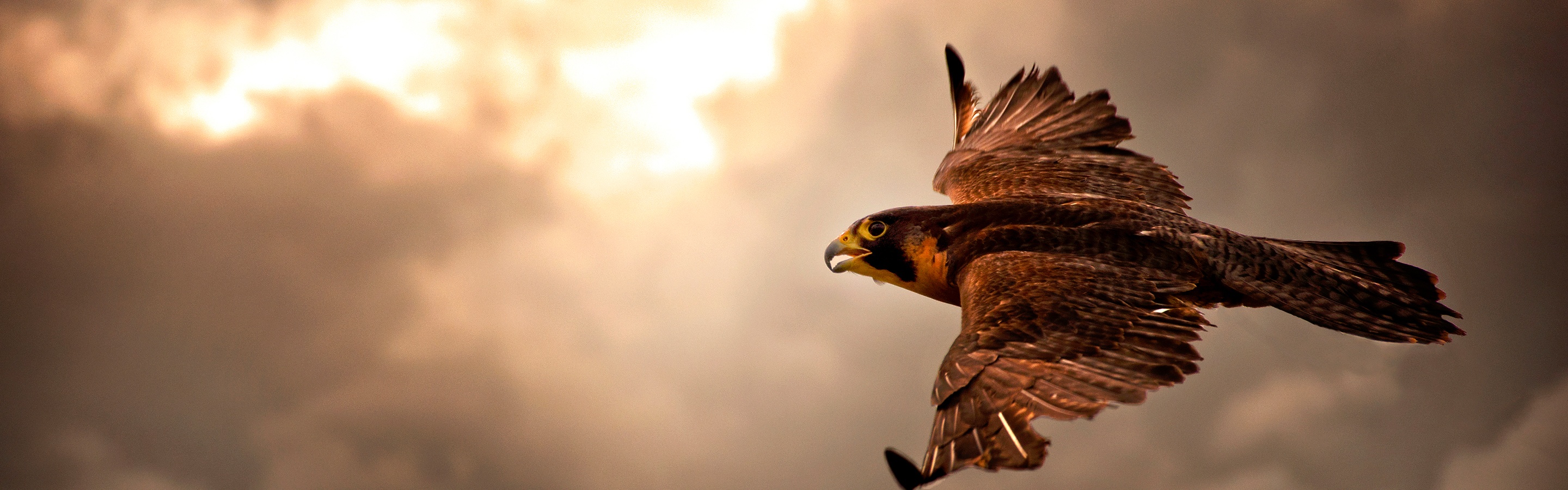 Falcon In Flight