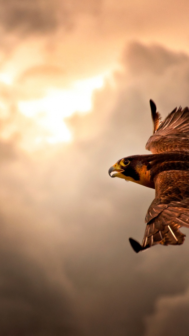 Falcon In Flight