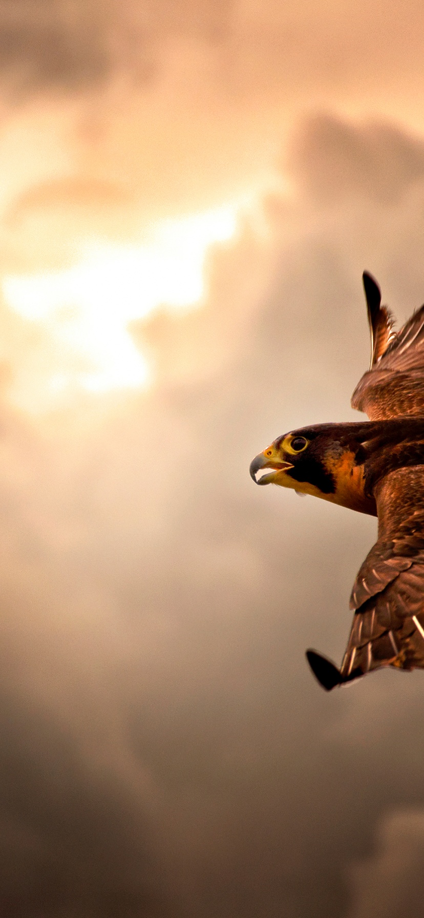 Falcon In Flight