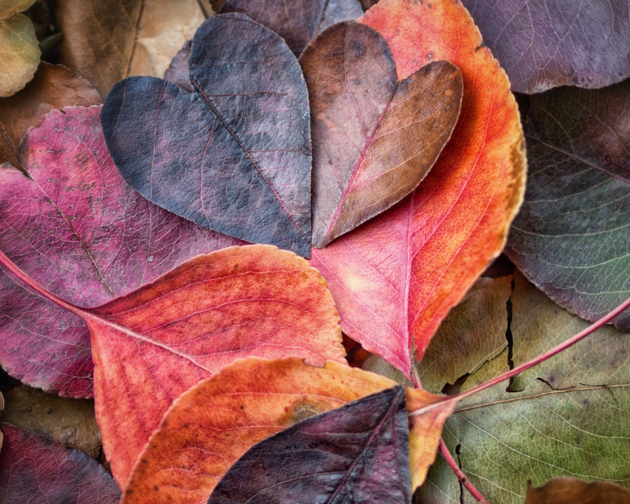 Fall In Love Leaves