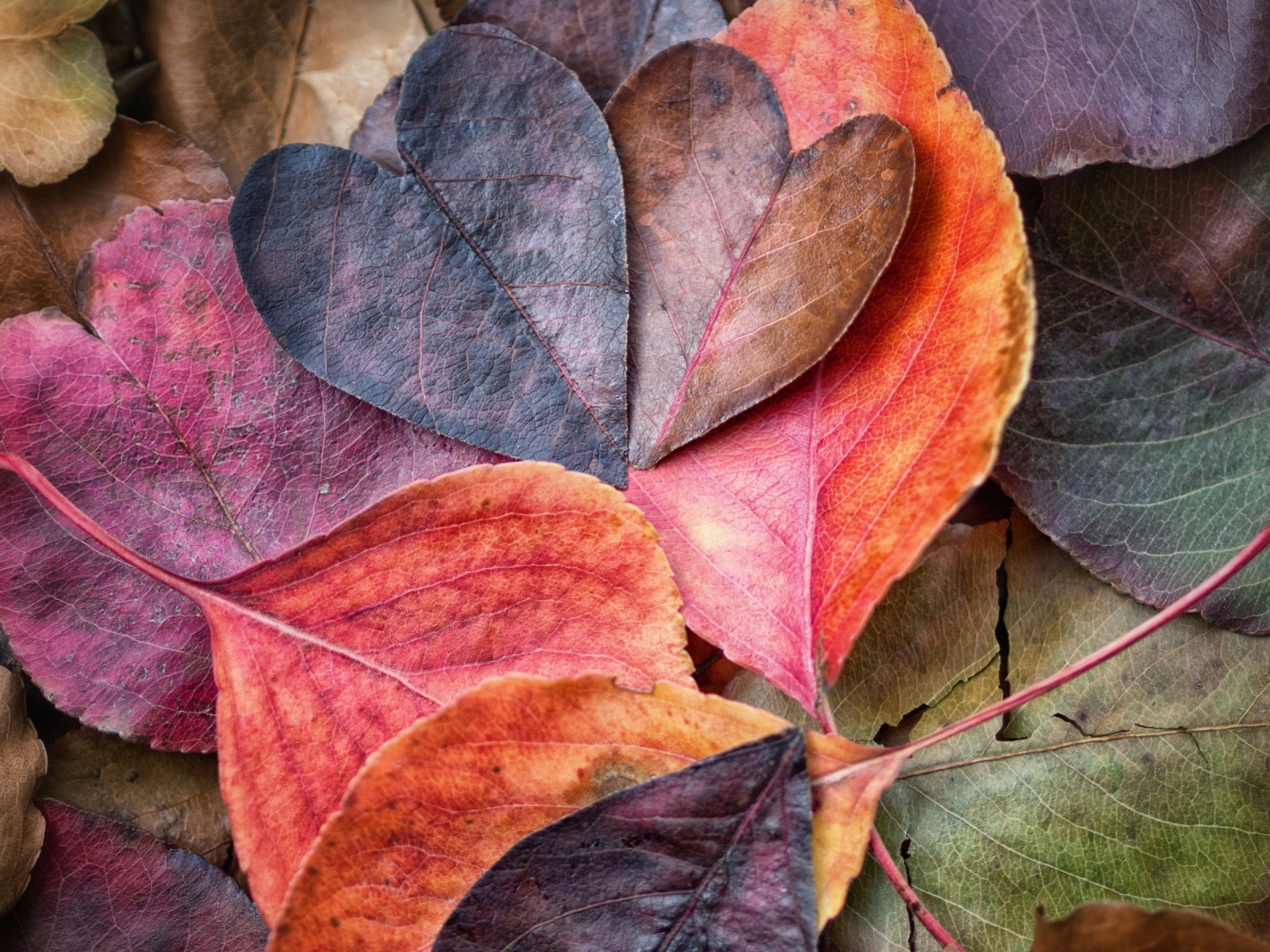 Fall In Love Leaves