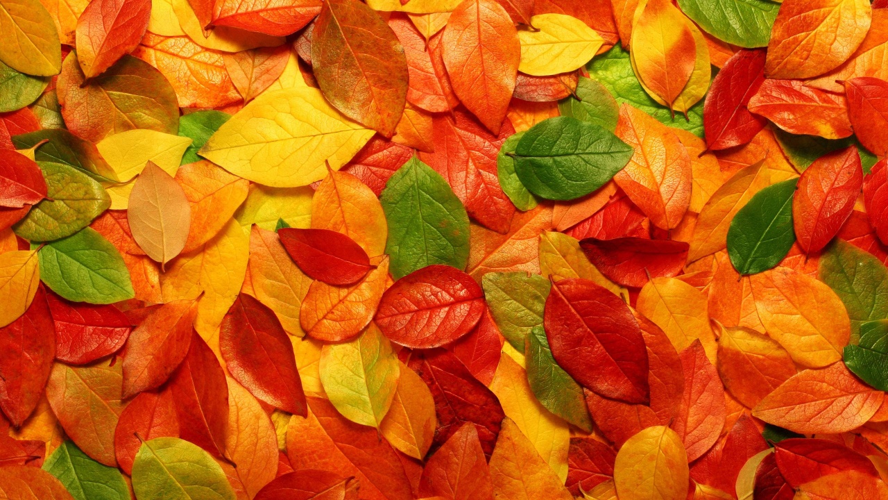 Fall Leaves Autumn 3d