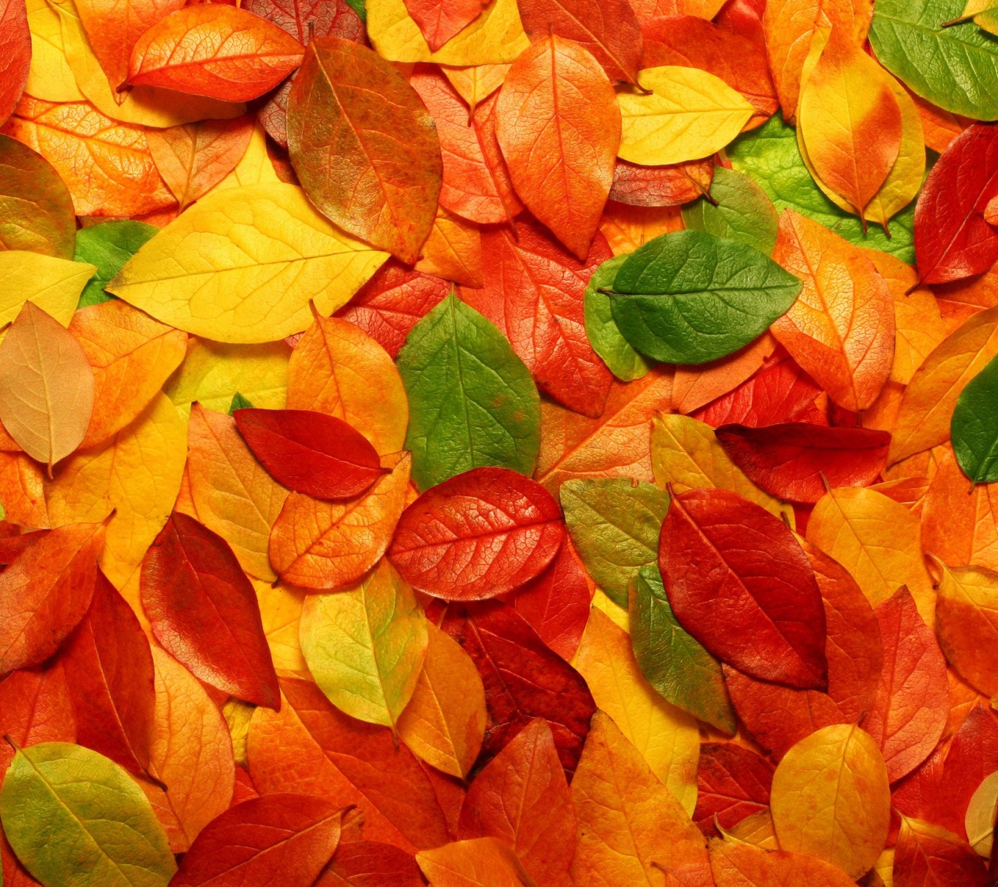 Fall Leaves Autumn 3d