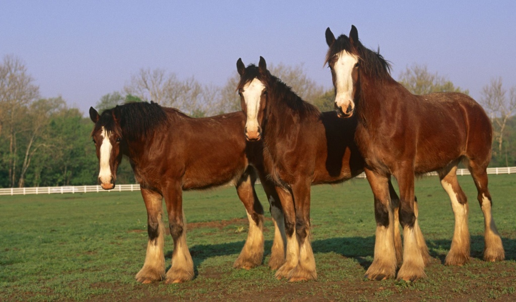 Farm Horse Fence