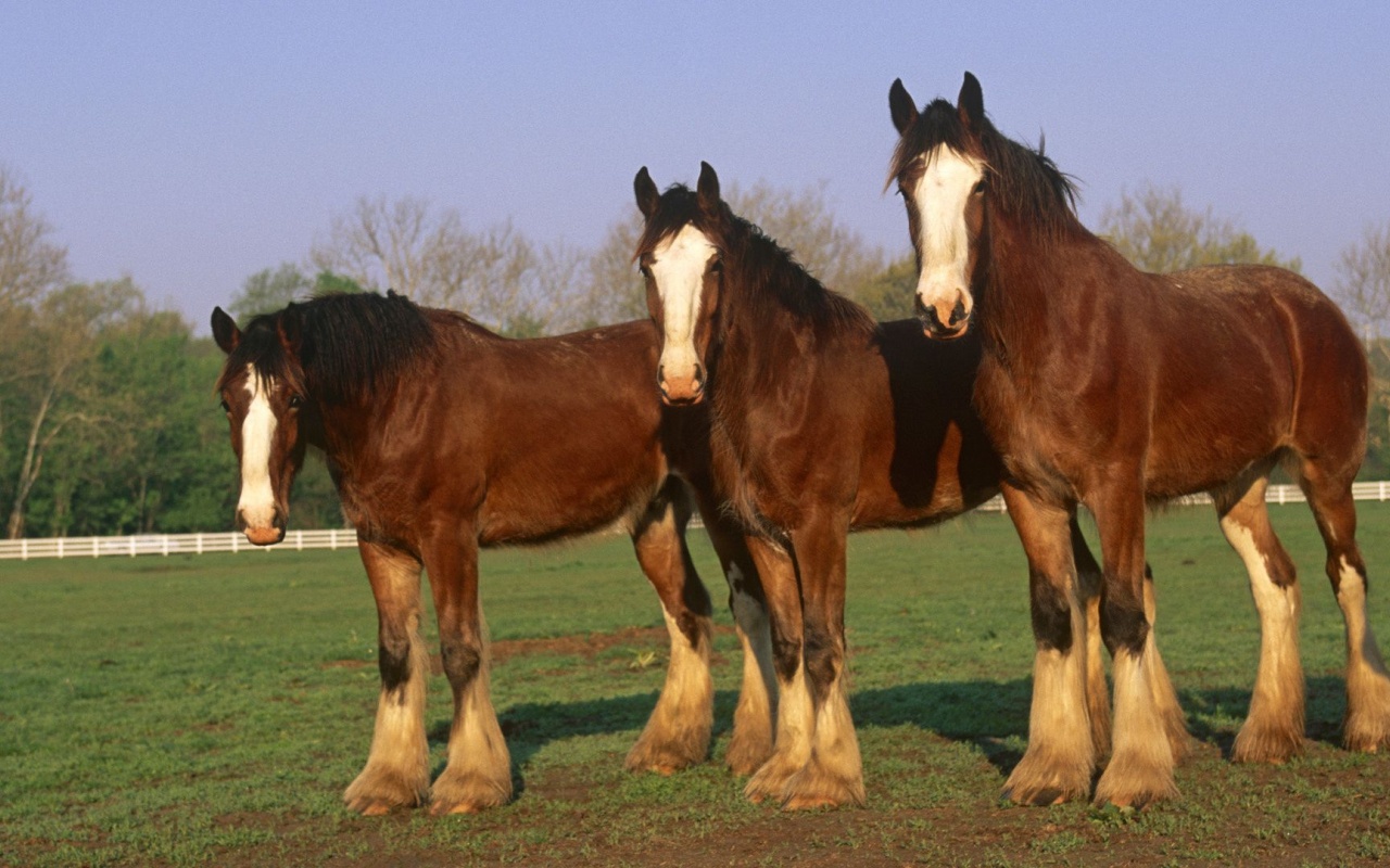 Farm Horse Fence