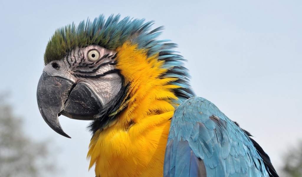 Feathers Head Beak Parrot