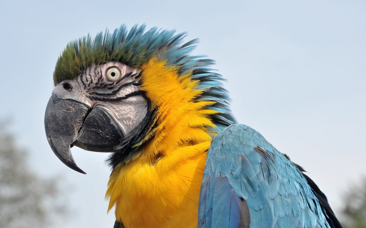 Feathers Head Beak Parrot