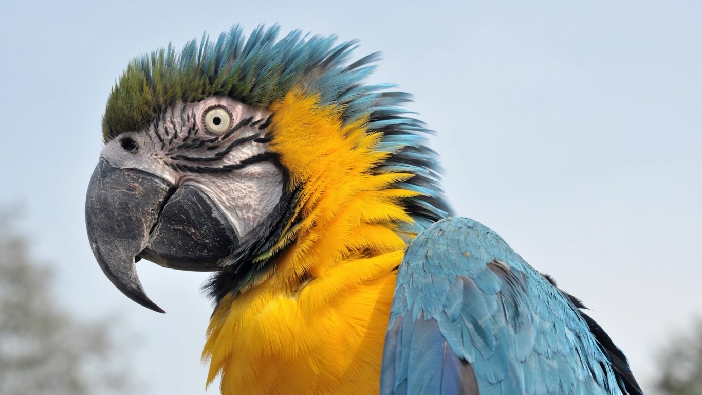 Feathers Head Beak Parrot