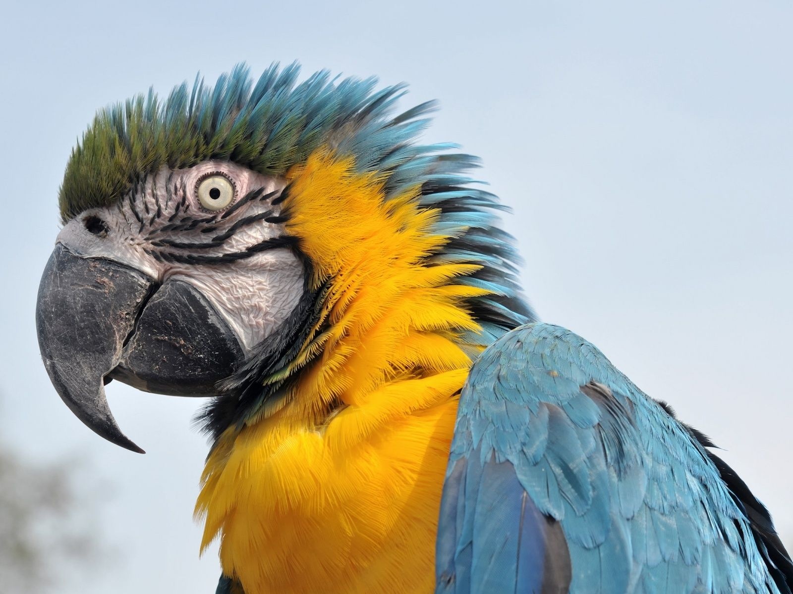 Feathers Head Beak Parrot