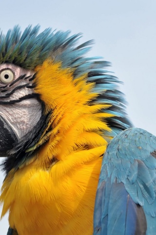 Feathers Head Beak Parrot