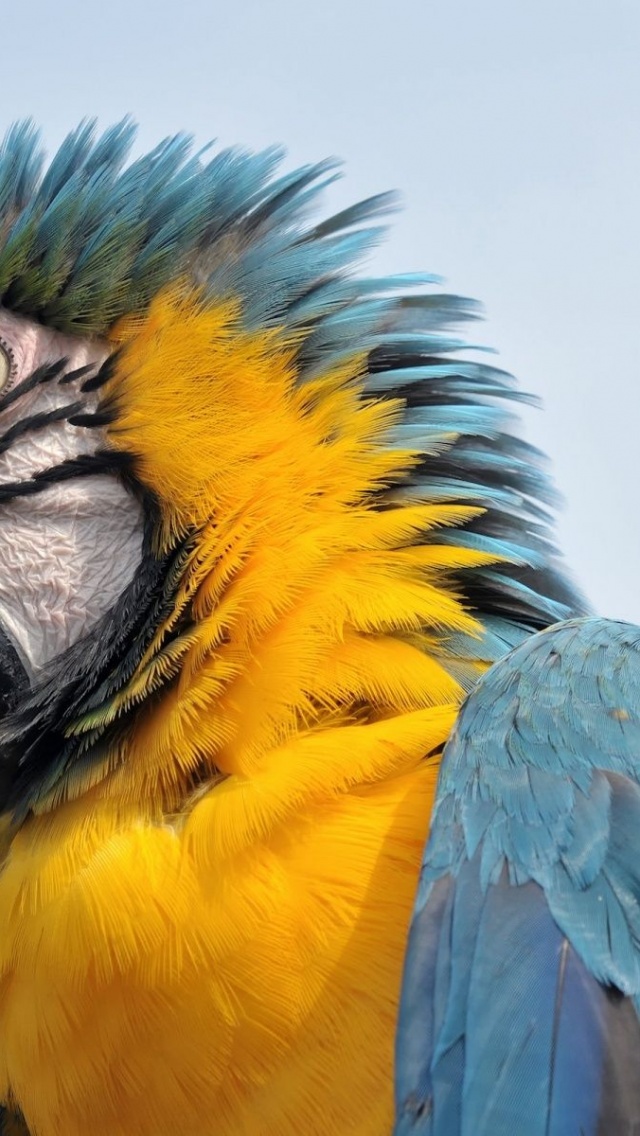 Feathers Head Beak Parrot